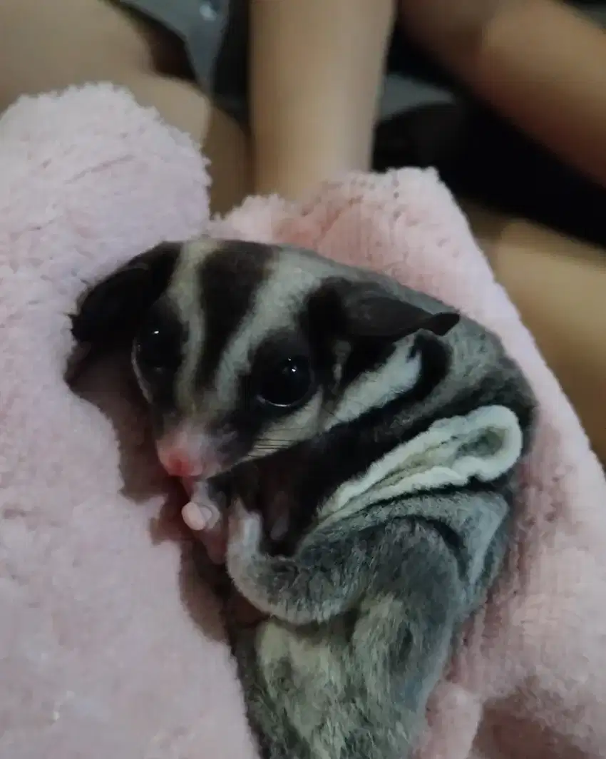 DI JUAL CEPAT SUGAR GLIDER JOEY BOLEH DI TAWAR