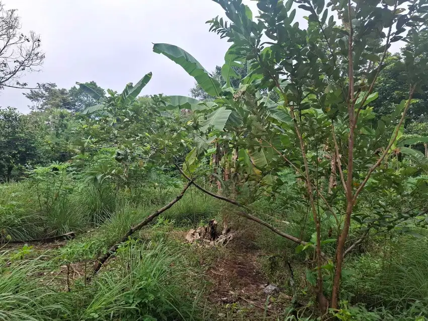 TANAH KEBUN DEKAT JALAN RAYA BOMANG MURAH NEGO