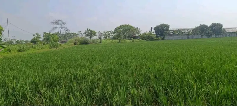 Dijual Murah Tanah Sawah di Sumberurip Pebayuran Bekasi