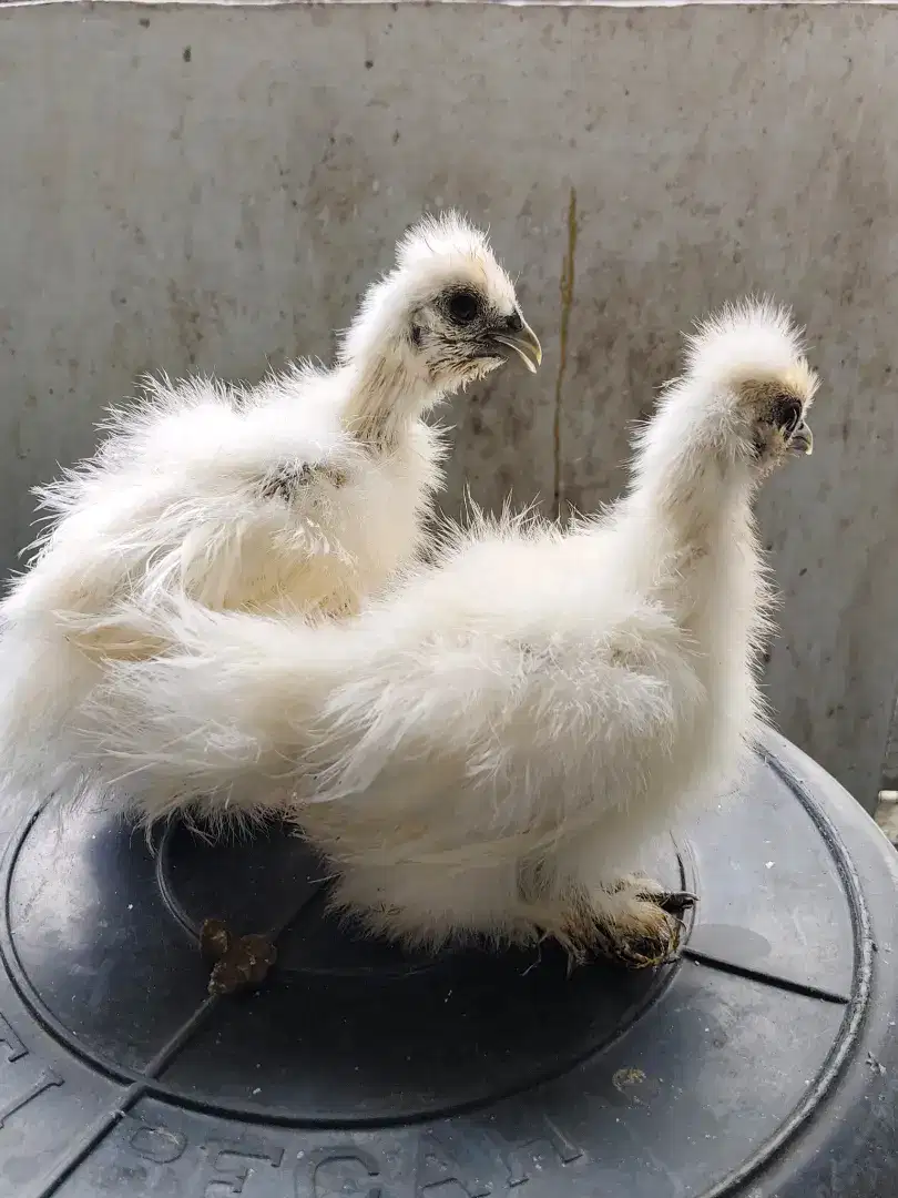 Ayam American Silkie