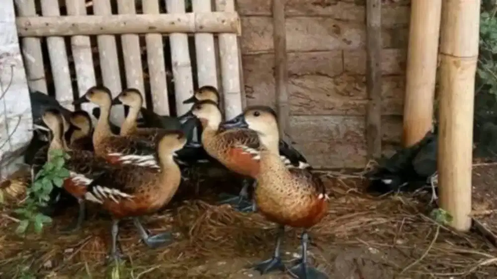 Bebek terbang dewasa