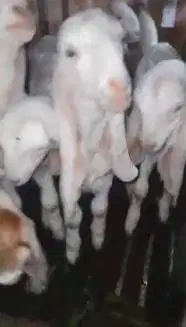 3 pasang bibit kambing etawa senduro 3 bulan 3 jantan 3 betina rawatan