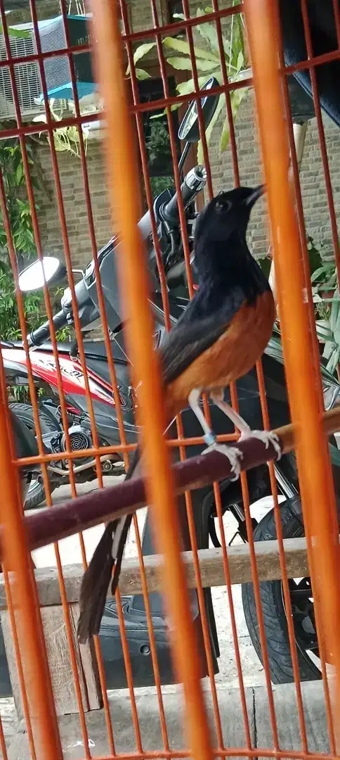 Jual  burung murai