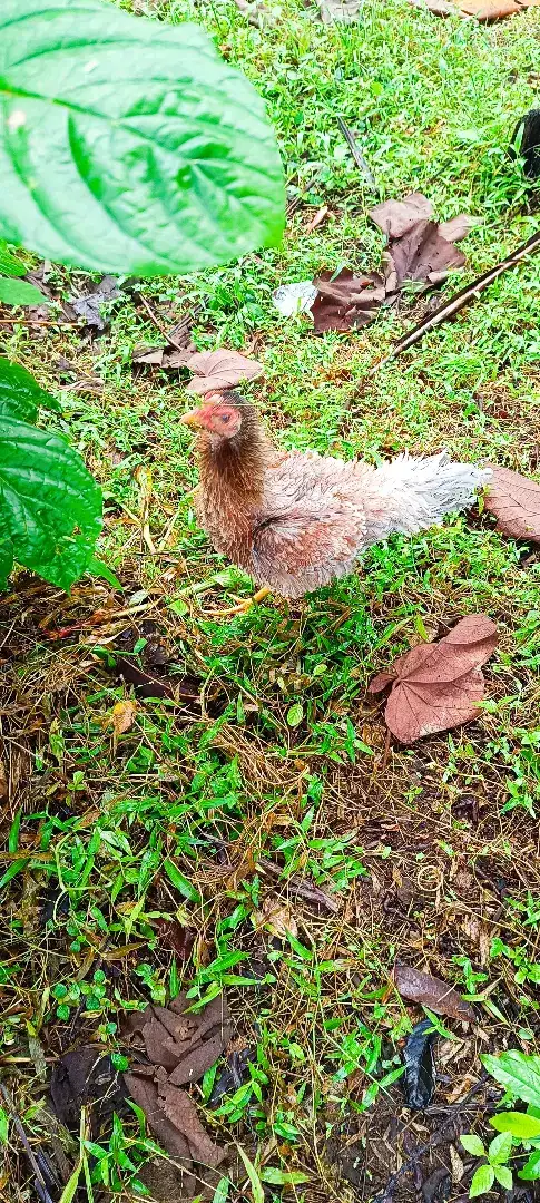 Ayam Walik Bulu Terbalik Kriting Rintit