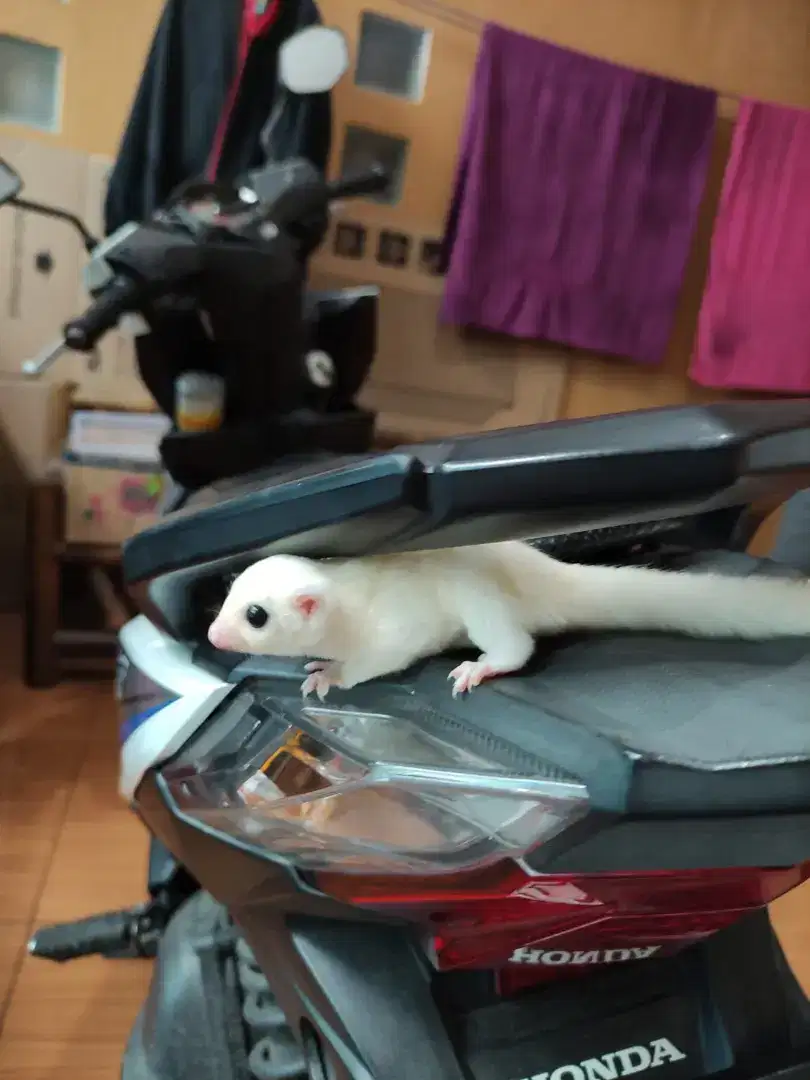 Sugar Glider Leucistic