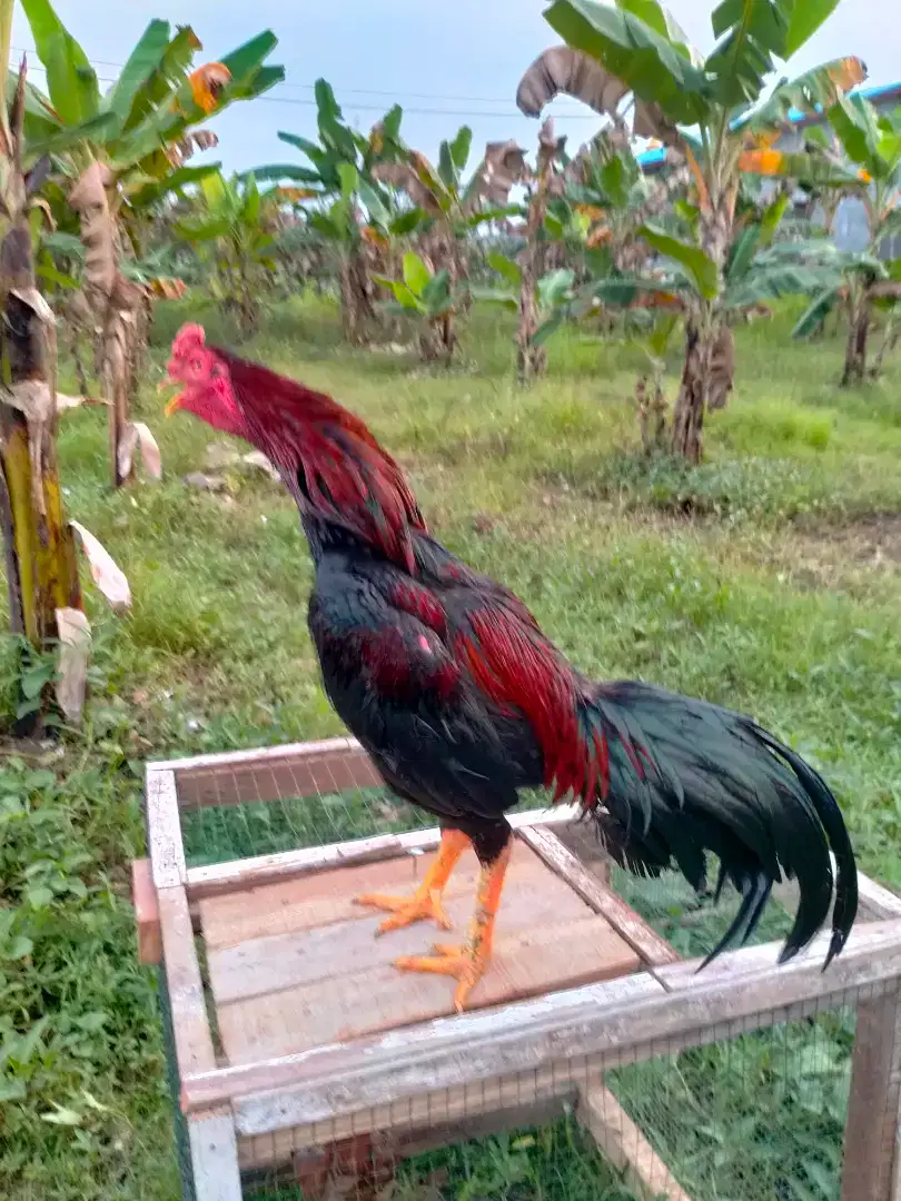 Di jual jantan ayam siam