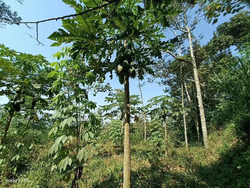 Kebun Durian Pepaya Singkong Tajinan Malang