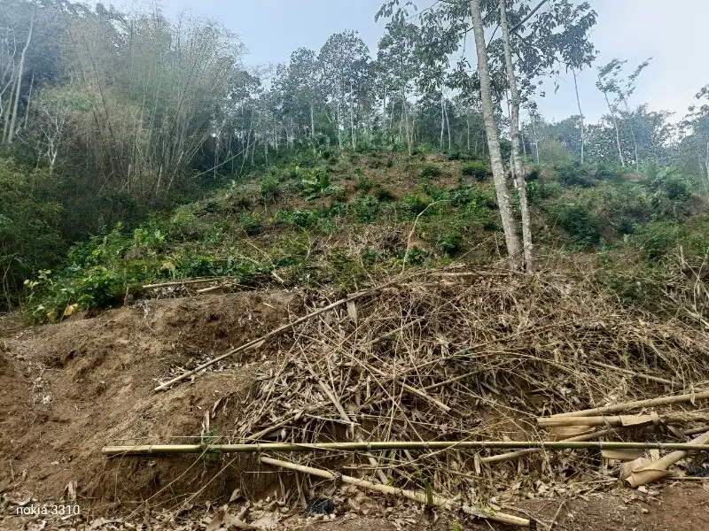 Tanah Kebun Durian Kopi Sengon Tajinan Malang