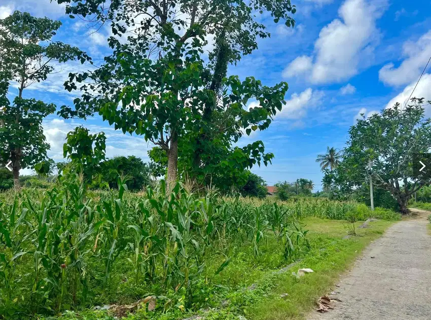 Tanah murah dekat pantai serangan Selong belanak Lombok