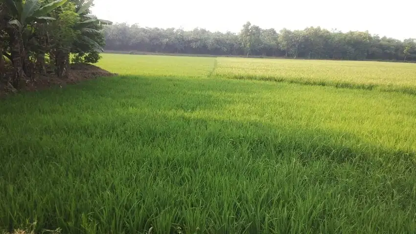 Jual tanah darat dan tanah sawah Karawang 14000 m2