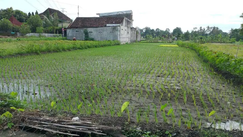 TANAH SAWAH DI UTARA PASAR WONOSARI SLEMAN NGEMPLAK JK13041