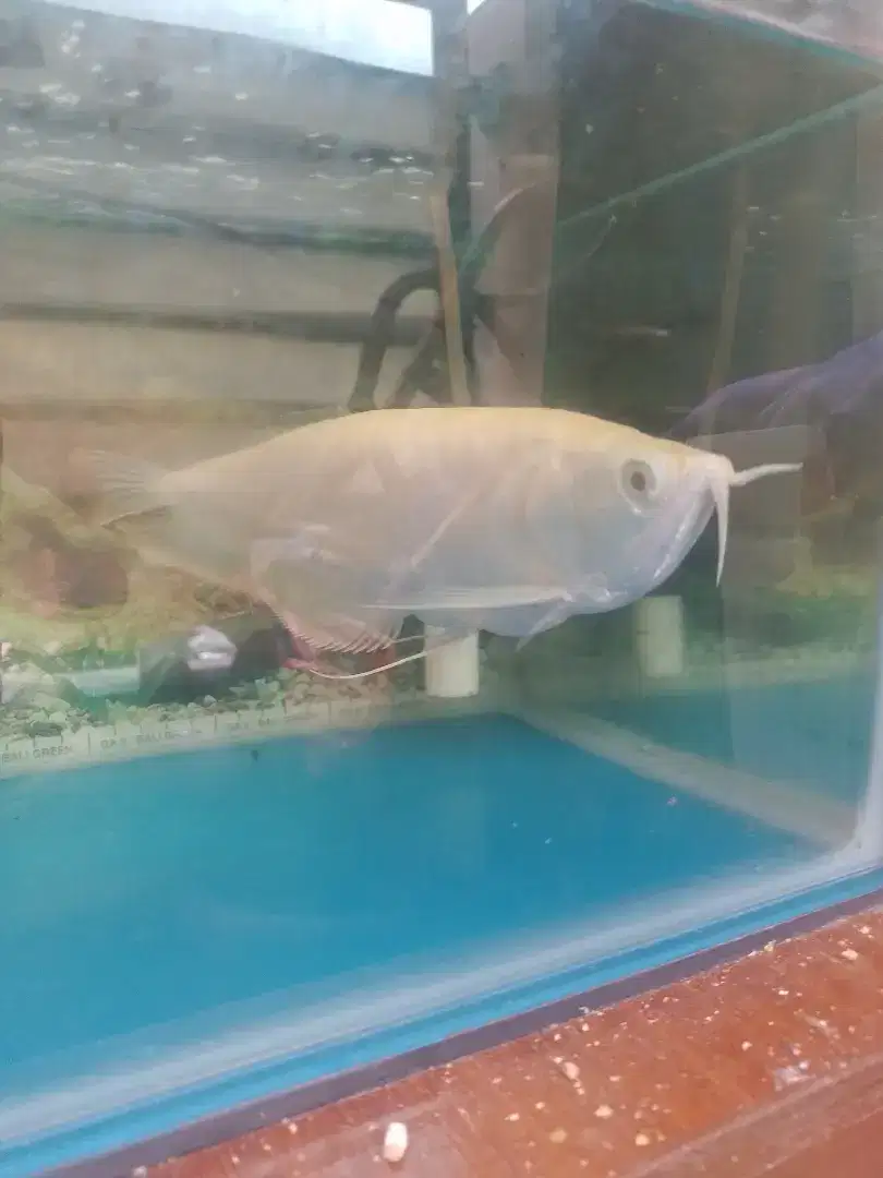 Jual ikan arwana silver albino