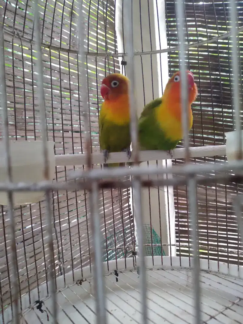 Lovebird sepasang