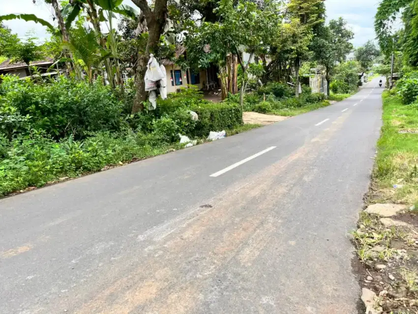 Kebun dan Sawah Jalan Utama Kebonagung