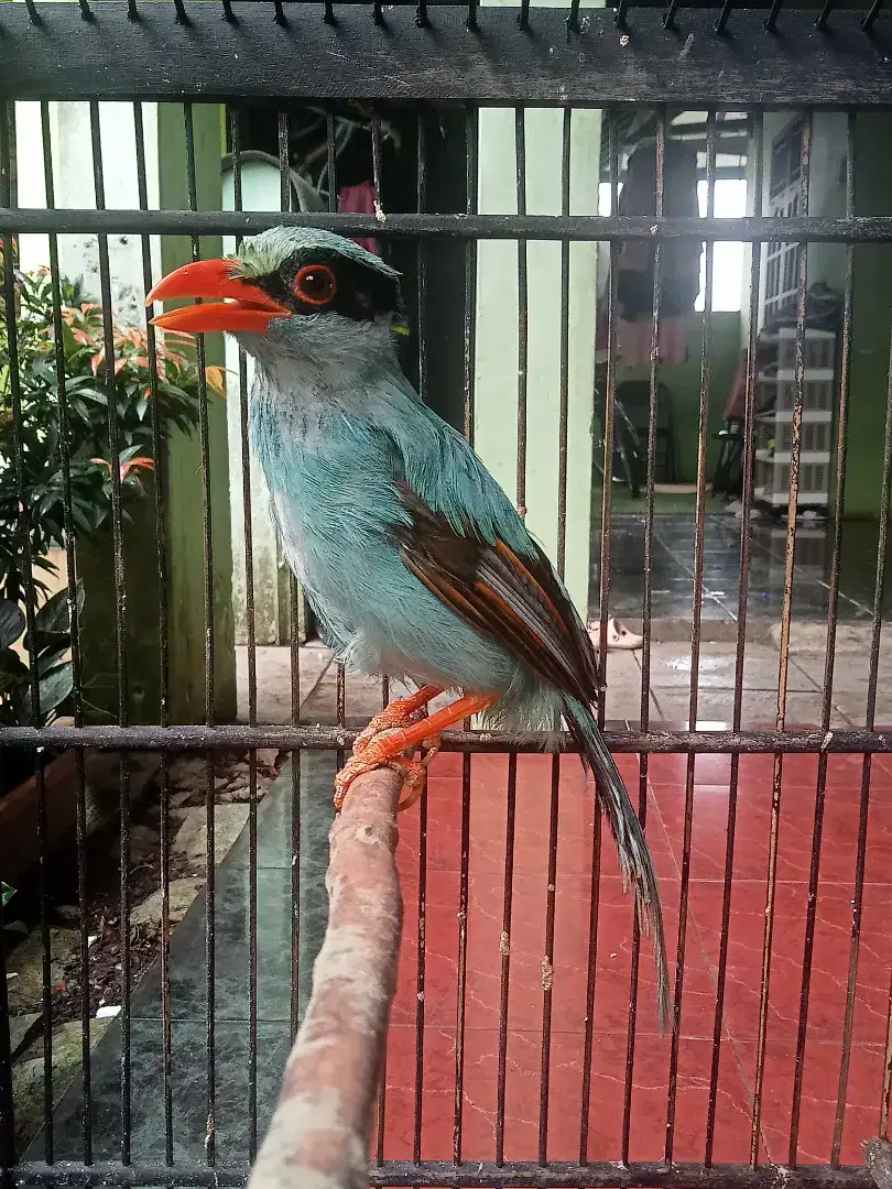 Burung Jovin Blue Sudah Rajin Bunyi