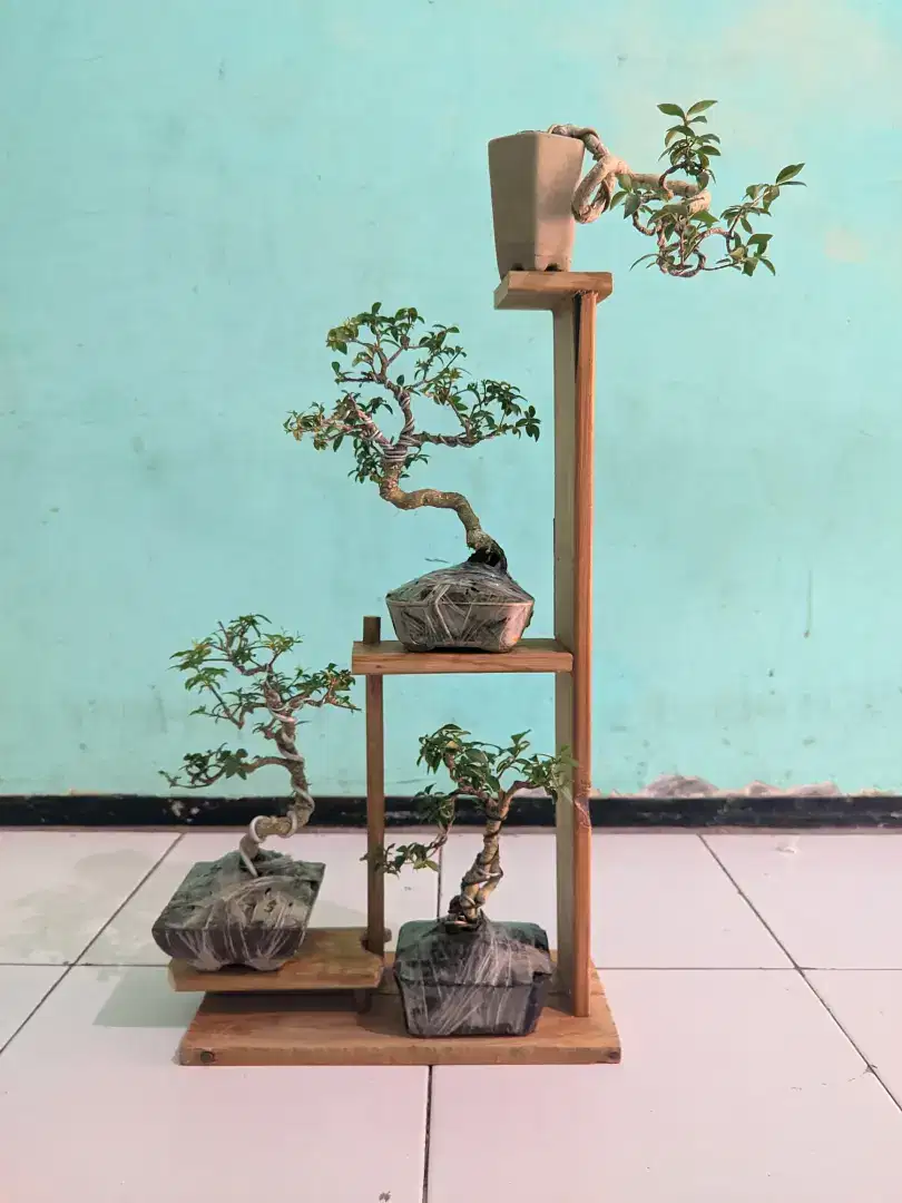 Display Bonsai Mame sakura Mikro