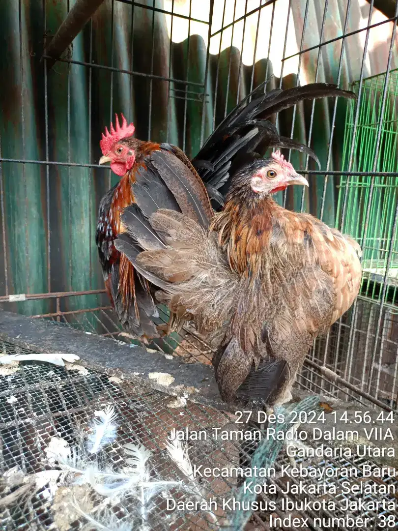 Jual sepasang Ayam Serama Selam