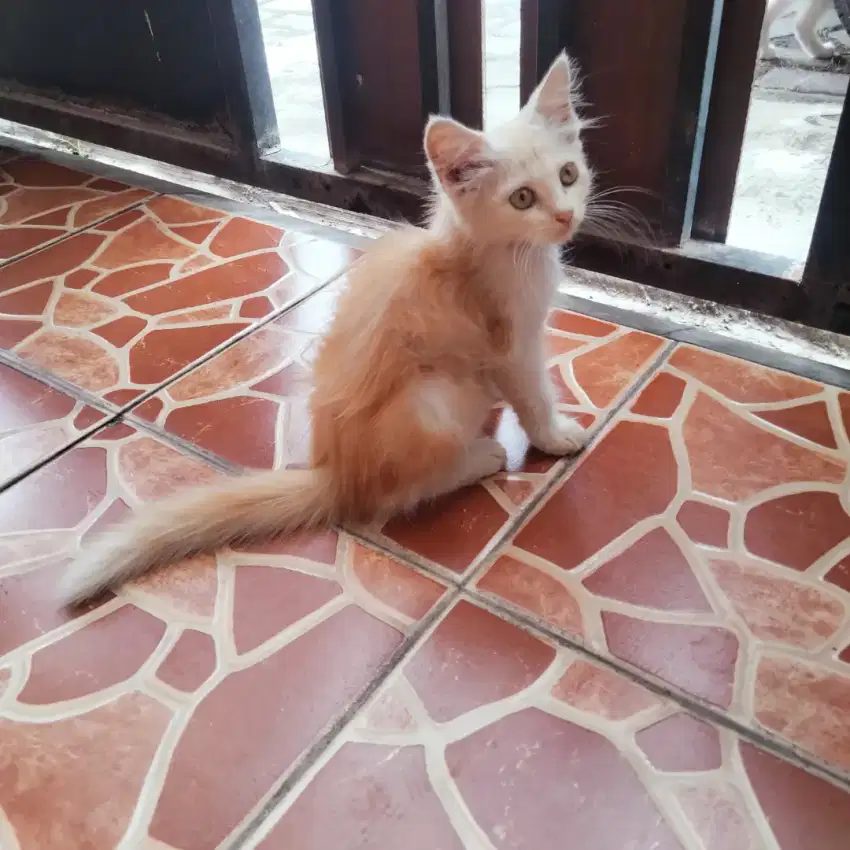 Adopsi Kucing Mix Persia Solo