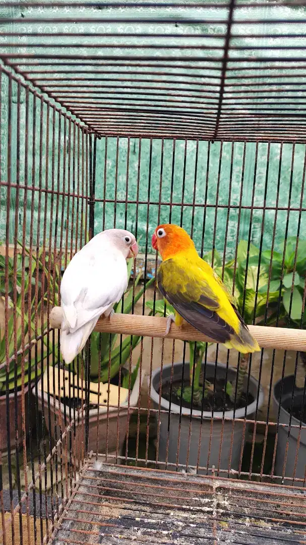 Burung lovebird indukan euwing gold/green xpastel putih - love bird lb