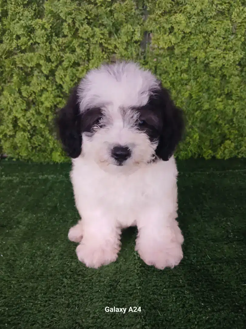 POCHON (POODEL BICHON FRISEE) Female