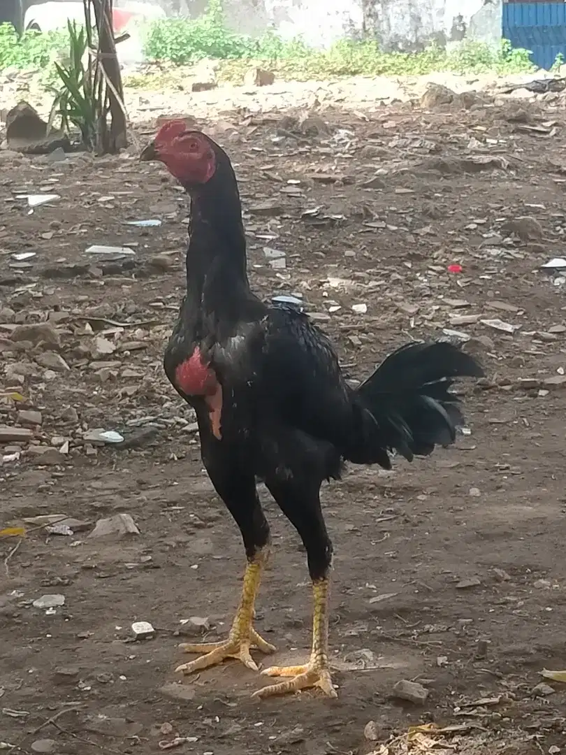 ayam Bangkok pakhoy