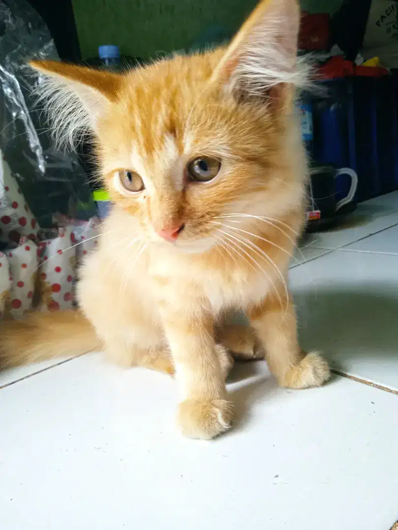 Kucing turunan anggora