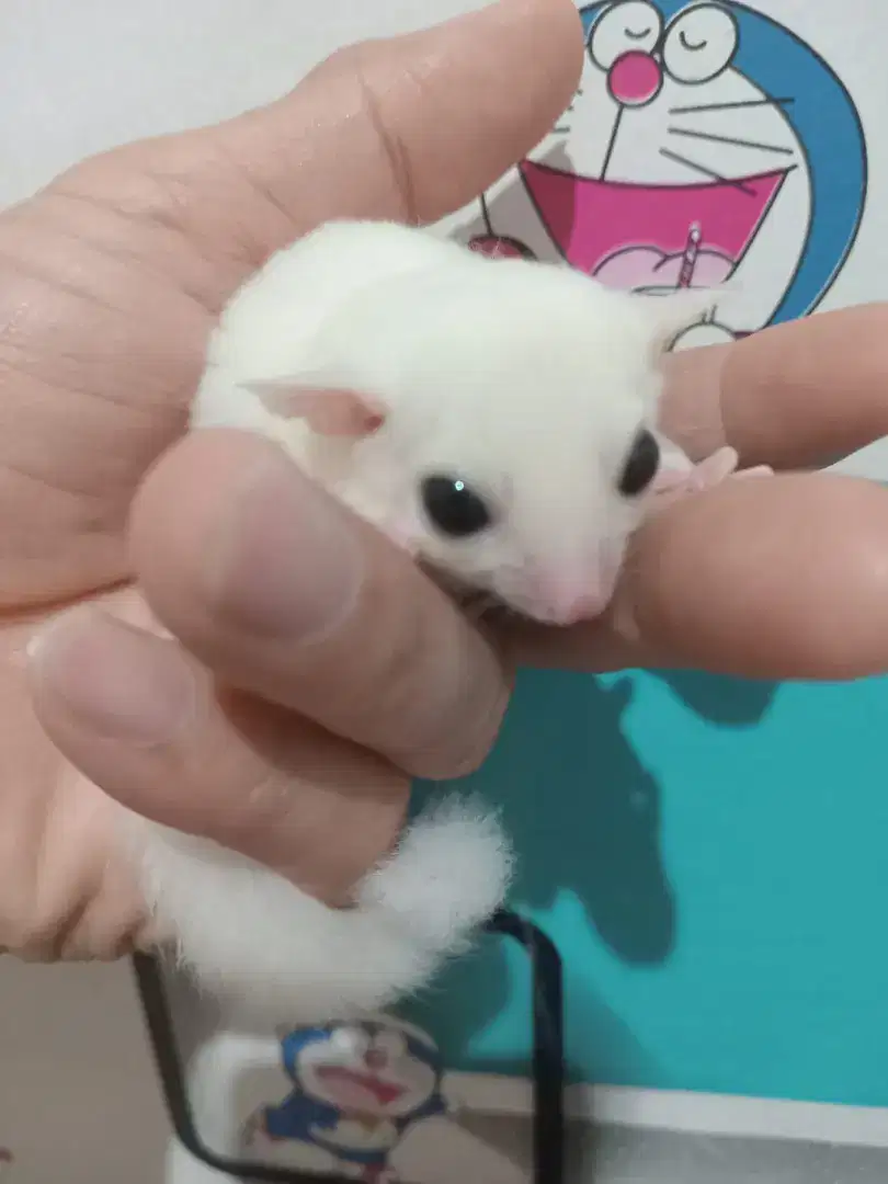 SUGAR GLIDER LEUCISTIC JOEY