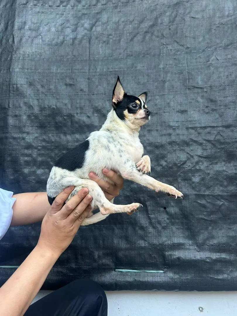 anjing chihuahua betina