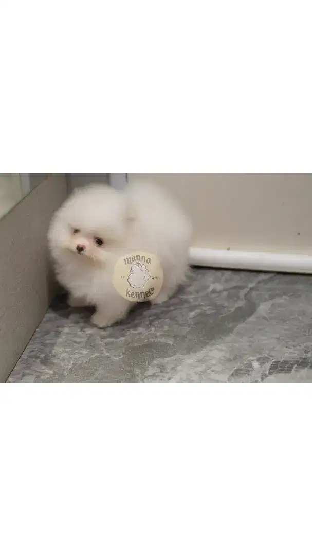 jual anjing minipom pomeranian jakarta