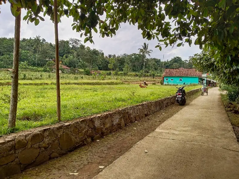 DIJUAL TANAH : BEKAS SAWAH : Untuk Rumah, Kebun Dan Vila : Wanayasa