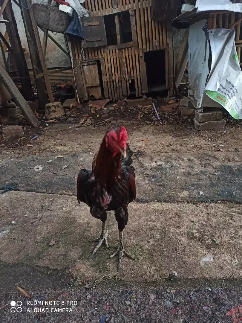 Ayam bangkok d Birmamuda