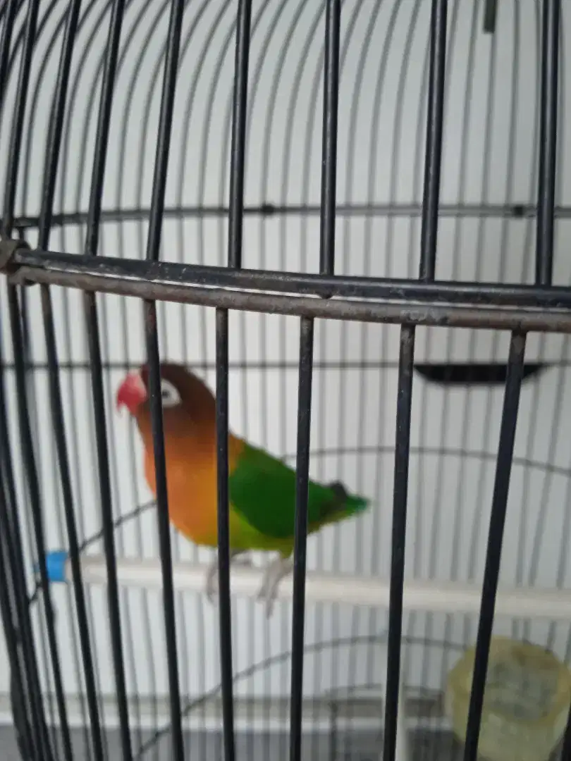 Burung lovebird