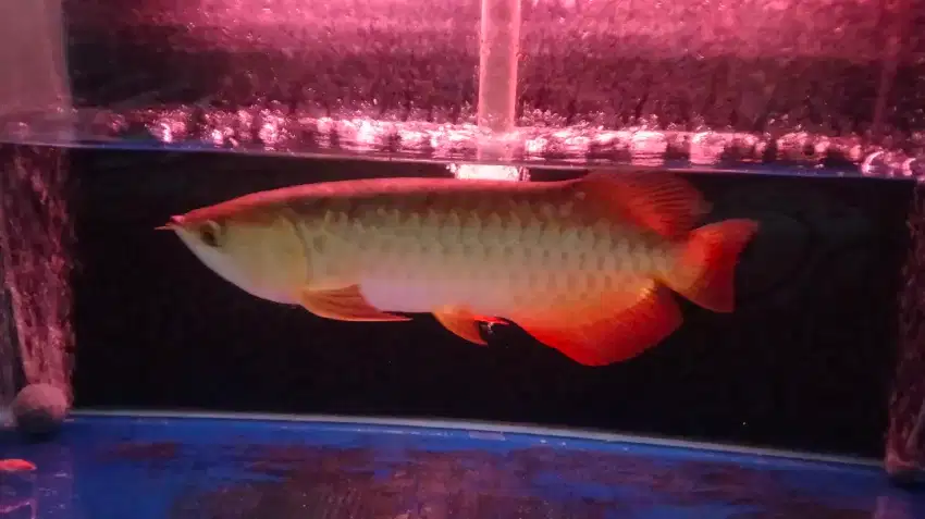 Lg bu jual aja ikan arwana golden red serti pulset uk ikan 40 cm,