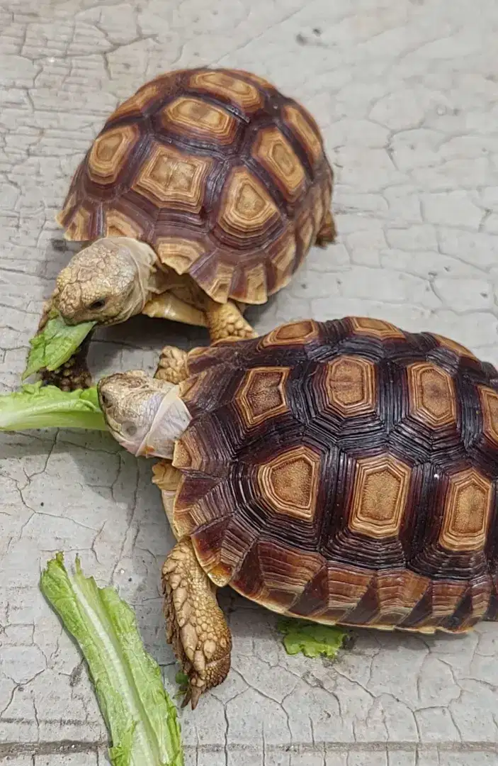 kura kura SULCATA dome bagus 2 ekor