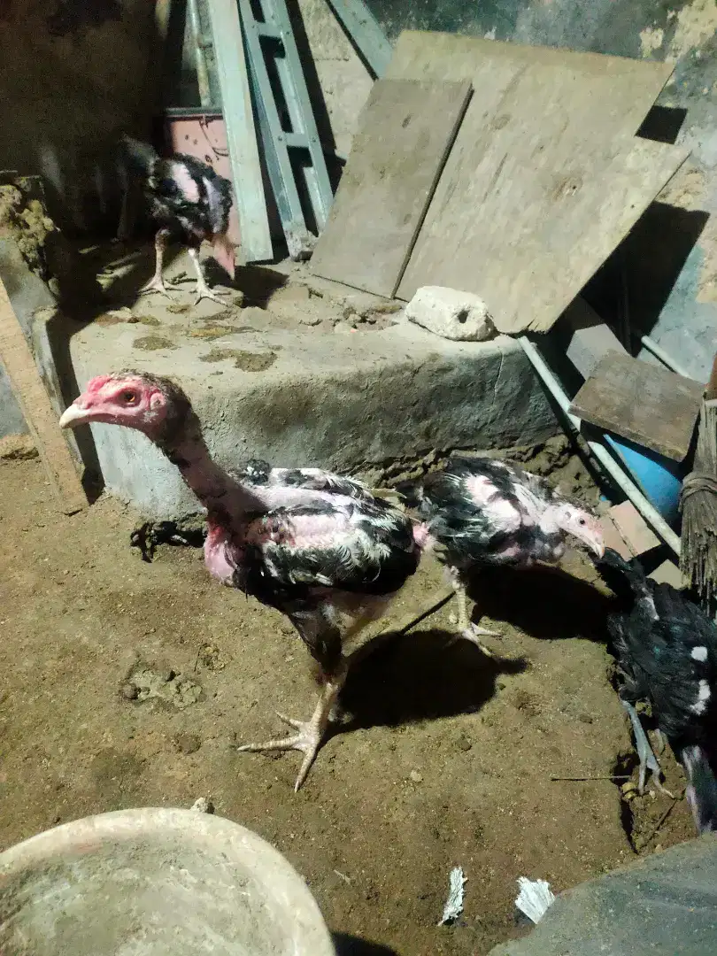 ayam hasil silangan antara betina solasi dan jantan bangkok