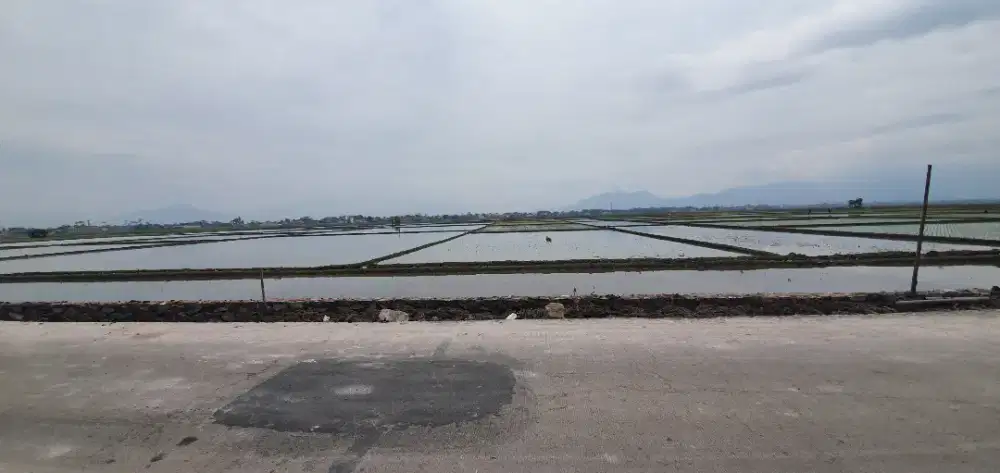 Dijual Sawah 120 tumbak atau 1680 m2