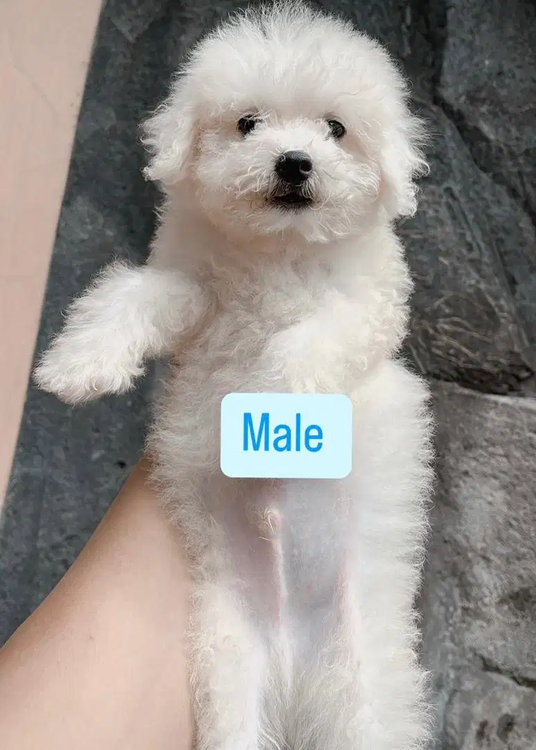 High Quality Bichon Frise Puppy