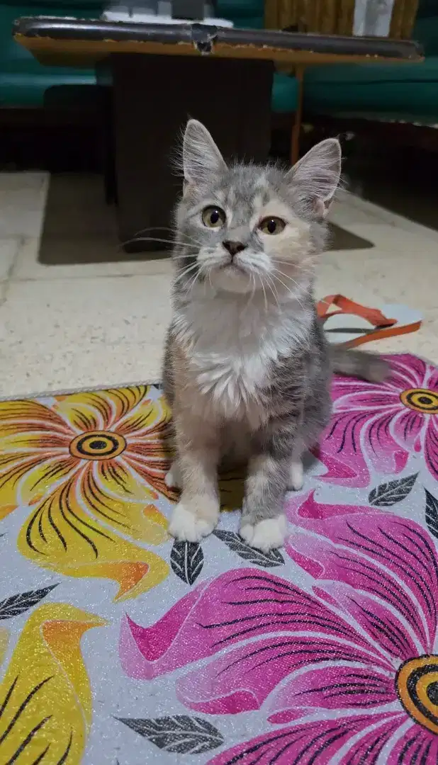 Kucing munchkin ns betina calico abu krem putih persia kitten