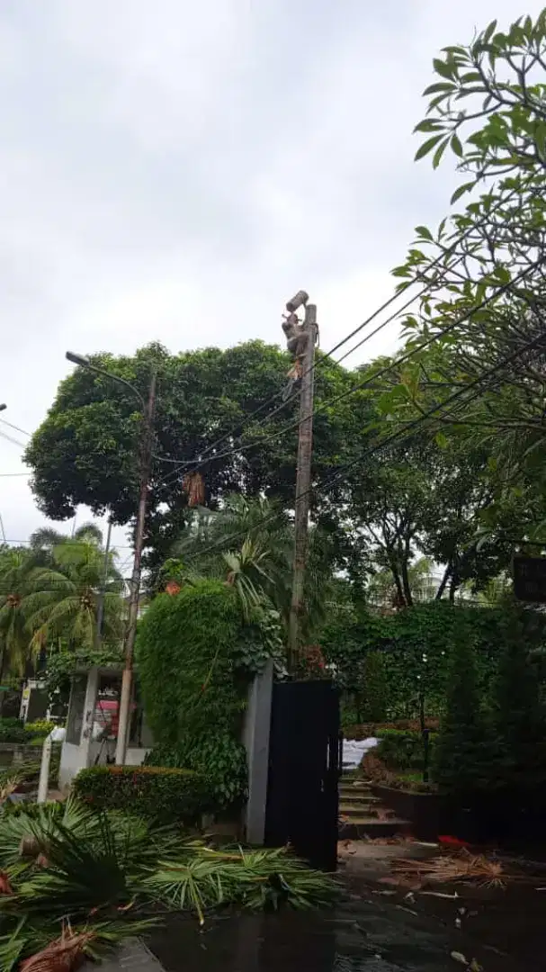 Jasa Tebang pohon jabodetabek