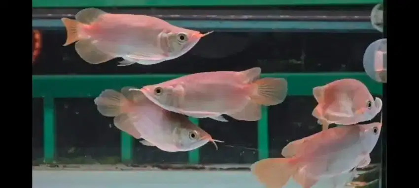 Arwana arowana supered short bodi sb 15cm up