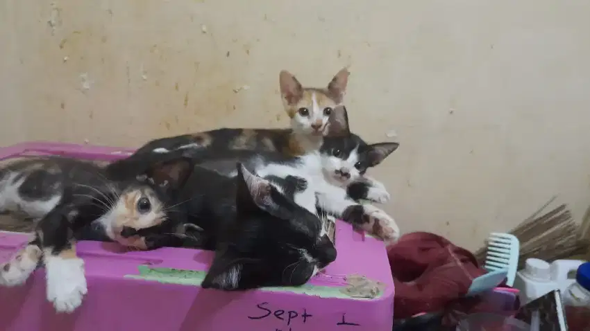 Lepas adopsi Kucing persia mix domestik