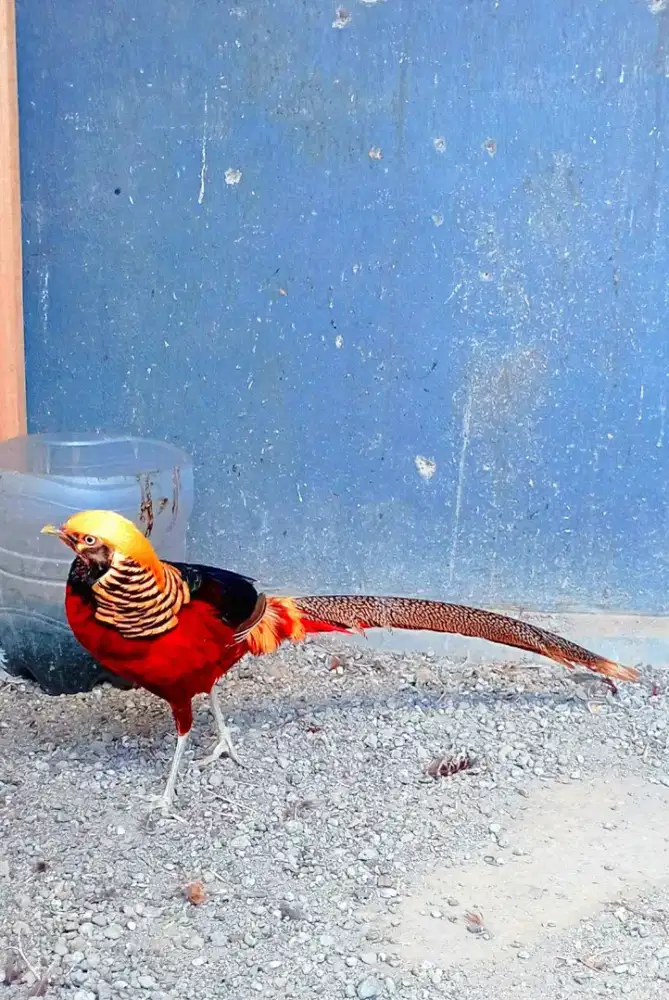 Ayam Golden Pheasant usia Remaja sepasang