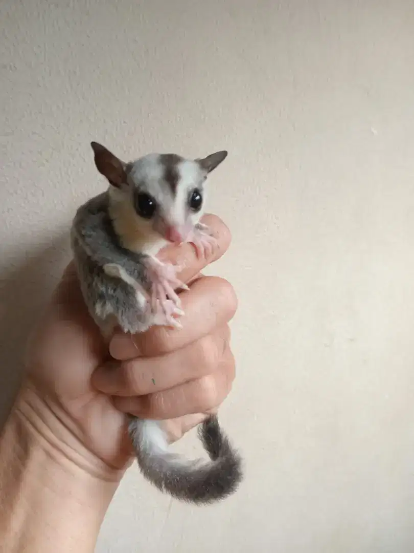 SUGAR GLIDER  WHITE FACE JOEY