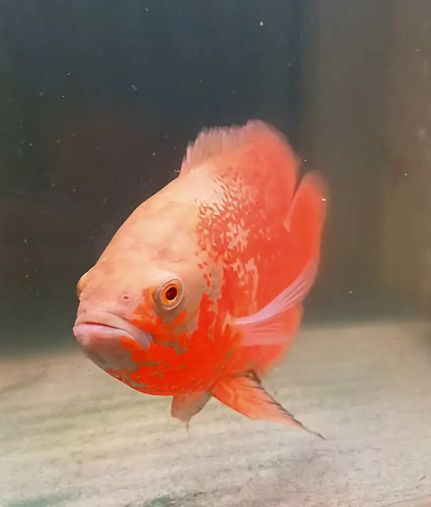 Ikan oscar albino red nemo female jumbo