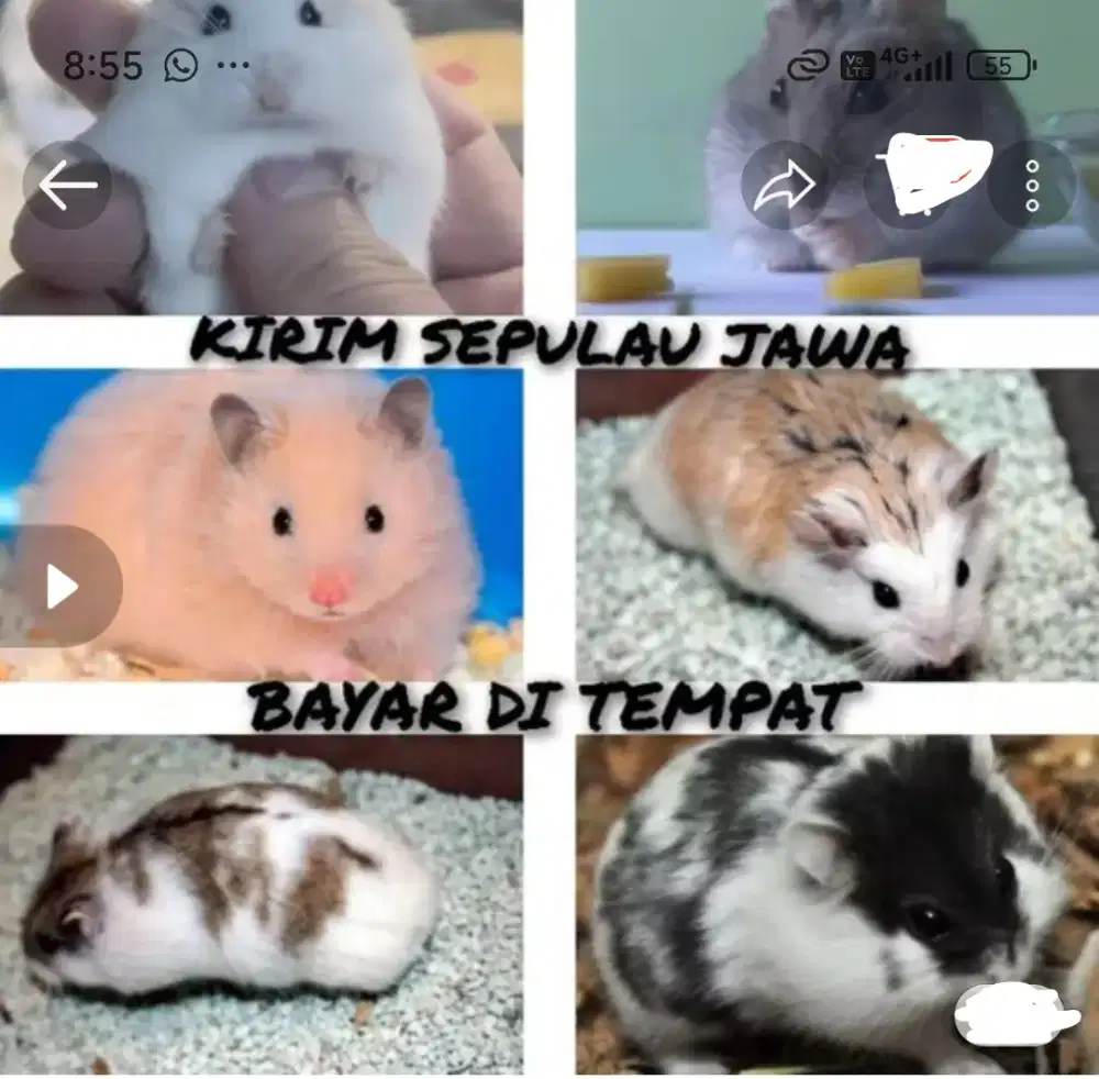 Hamster pecenongan