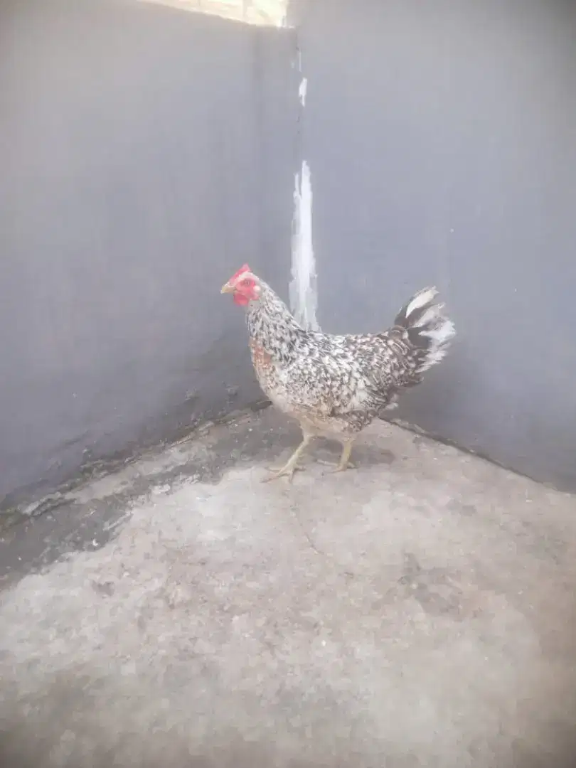 Jual ayam kampung sepasang