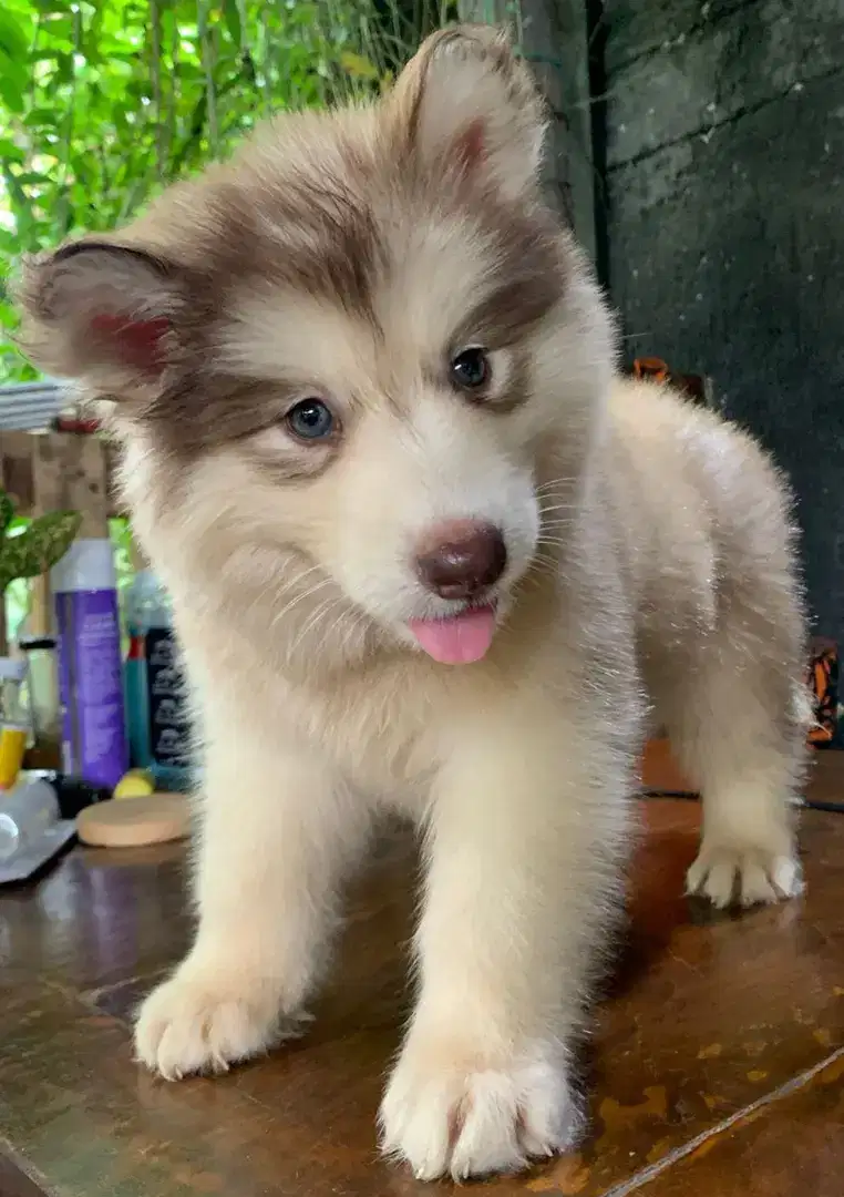 Puppy Alaskan malamute