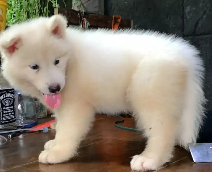 Puppy Alaskan malamute