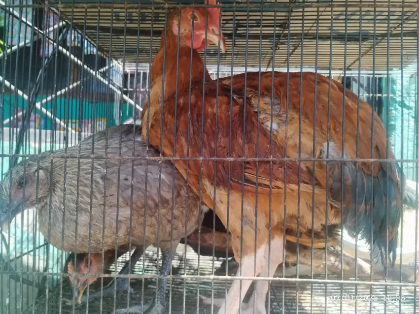 Ayam kampung per ekor