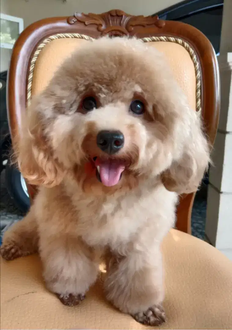 Pejantan poodle